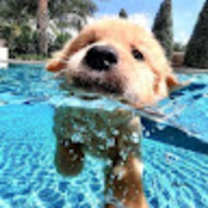 Meet your Posher, Emmy